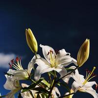 white lily flowers banner. White lily flower. view shows petals, stamens, leaves and buds on a twig on a clear, blue sky day. isolated on bright blue sky photo