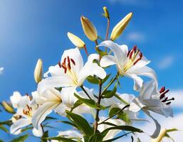 white lily flowers banner. White lily flower. view shows petals, stamens, leaves and buds on a twig on a clear, blue sky day. isolated on bright blue sky photo