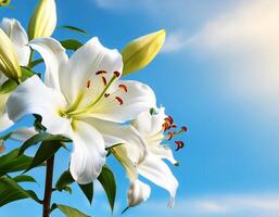 white lily flowers banner. White lily flower. view shows petals, stamens, leaves and buds on a twig on a clear, blue sky day. isolated on bright blue sky photo