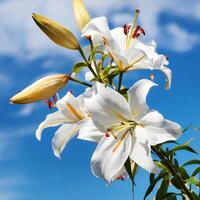 white lily flowers banner. White lily flower. view shows petals, stamens, leaves and buds on a twig on a clear, blue sky day. isolated on bright blue sky photo