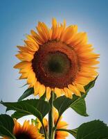 Sunflowers bloom in all their glory on a sunny spring day. Close-up view shows petals, stamens, and buds on a twig on a clear, blue sky day. Sunflower isolated on clear blue sky photo