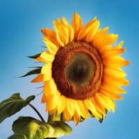 Sunflowers bloom in all their glory on a sunny spring day. Close-up view shows petals, stamens, and buds on a twig on a clear, blue sky day. Sunflower isolated on clear blue sky photo