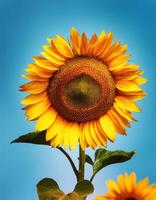 Sunflowers bloom in all their glory on a sunny spring day. Close-up view shows petals, stamens, and buds on a twig on a clear, blue sky day. Sunflower isolated on clear blue sky photo