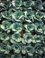 Rows of vibrant green cabbages thriving in the rich soil, showcasing nature's bounty. top of views. aerial views. flat lay photo