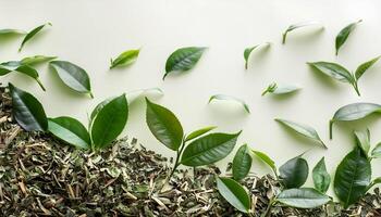 Full frame background fresh young tea leaves. fresh young tea leaves background, close up. Background texture and pattern fresh young tea leaves. flat lay. top of views photo