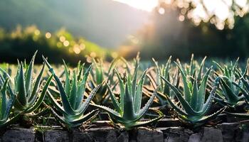 Photo of aloe vera plant with soft blur background in plantation