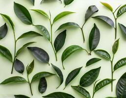 Full frame background fresh young tea leaves. fresh young tea leaves background, close up. Background texture and pattern fresh young tea leaves. flat lay. top of views photo