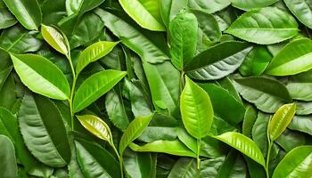 Full frame background fresh young tea leaves. fresh young tea leaves background, close up. Background texture and pattern fresh young tea leaves. flat lay. top of views photo