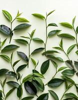 Full frame background fresh young tea leaves. fresh young tea leaves background, close up. Background texture and pattern fresh young tea leaves. flat lay. top of views photo