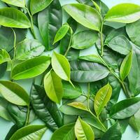 Full frame background fresh young tea leaves. fresh young tea leaves background, close up. Background texture and pattern fresh young tea leaves. flat lay. top of views photo