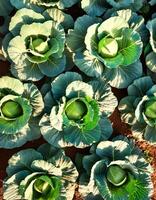 Rows of vibrant green cabbages thriving in the rich soil, showcasing nature's bounty. top of views. aerial views. flat lay photo