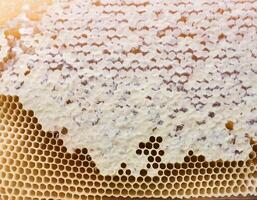 Full frame background Sweet honey. Honeycombs with sweet golden honey on whole background, close up. Background texture and pattern of section of wax honeycomb. flat lay. top of views photo