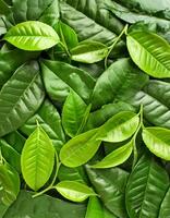 Full frame background fresh young tea leaves. fresh young tea leaves background, close up. Background texture and pattern fresh young tea leaves. flat lay. top of views photo
