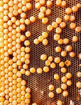 Full frame background Sweet honey. Honeycombs with sweet golden honey on whole background, close up. Background texture and pattern of section of wax honeycomb. flat lay. top of views photo