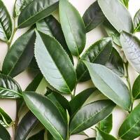 Full frame background fresh young tea leaves. fresh young tea leaves background, close up. Background texture and pattern fresh young tea leaves. flat lay. top of views photo