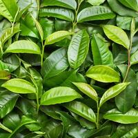 Full frame background fresh young tea leaves. fresh young tea leaves background, close up. Background texture and pattern fresh young tea leaves. flat lay. top of views photo