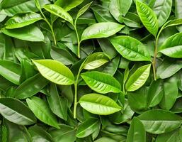 Full frame background fresh young tea leaves. fresh young tea leaves background, close up. Background texture and pattern fresh young tea leaves. flat lay. top of views photo