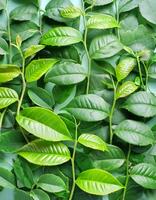 Full frame background fresh young tea leaves. fresh young tea leaves background, close up. Background texture and pattern fresh young tea leaves. flat lay. top of views photo