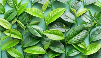 Full frame background fresh young tea leaves. fresh young tea leaves background, close up. Background texture and pattern fresh young tea leaves. flat lay. top of views photo