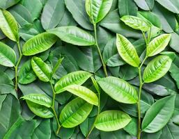 Full frame background fresh young tea leaves. fresh young tea leaves background, close up. Background texture and pattern fresh young tea leaves. flat lay. top of views photo