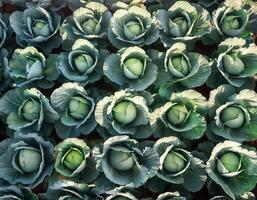 Rows of vibrant green cabbages thriving in the rich soil, showcasing nature's bounty. top of views. aerial views. flat lay photo