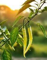 chilies are still on the tree with blur background photo