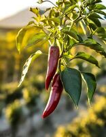 chilies are still on the tree with blur background photo