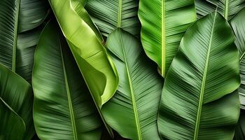 Green texture of tree leaf. Nature background. Nature leaves, green tropical forest, backgound concept photo