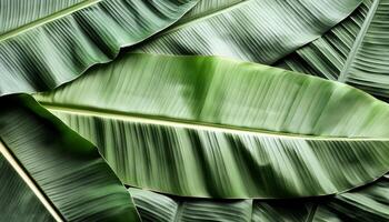 Green texture of tree leaf. Nature background. Nature leaves, green tropical forest, backgound concept photo