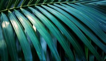 Green texture of tree leaf. Nature background. Nature leaves, green tropical forest, backgound concept photo