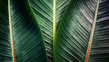 Green texture of tree leaf. Nature background. Nature leaves, green tropical forest, backgound concept photo