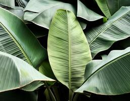Green texture of tree leaf. Nature background. Nature leaves, green tropical forest, backgound concept photo