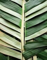 Green texture of tree leaf. Nature background. Nature leaves, green tropical forest, backgound concept photo