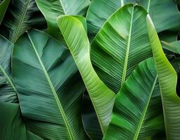 Green texture of tree leaf. Nature background. Nature leaves, green tropical forest, backgound concept photo