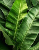 Green texture of tree leaf. Nature background. Nature leaves, green tropical forest, backgound concept photo