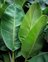 Green texture of tree leaf. Nature background. Nature leaves, green tropical forest, backgound concept photo