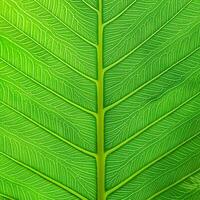 Green texture of tree leaf. Nature background. Nature leaves, green tropical forest, backgound concept photo
