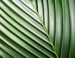 Green texture of tree leaf. Nature background. Nature leaves, green tropical forest, backgound concept photo