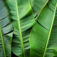 Green texture of tree leaf. Nature background. Nature leaves, green tropical forest, backgound concept photo