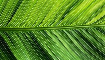 Green texture of tree leaf. Nature background. Nature leaves, green tropical forest, backgound concept photo