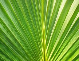 Green texture of tree leaf. Nature background. Nature leaves, green tropical forest, backgound concept photo