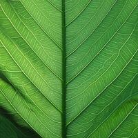 Green texture of tree leaf. Nature background. Nature leaves, green tropical forest, backgound concept photo