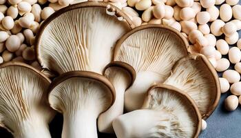 Fresh beech mushroom photo