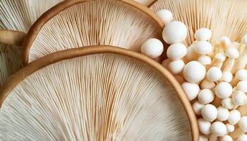 Fresh beech mushroom photo