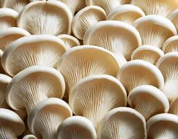 Fresh beech mushroom photo