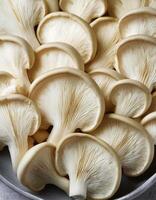 Fresh beech mushroom photo