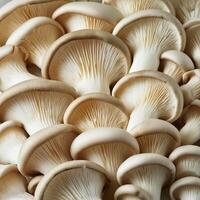 Fresh beech mushroom photo