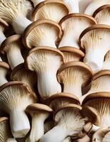 Fresh beech mushroom photo