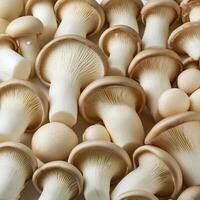 Fresh beech mushroom photo