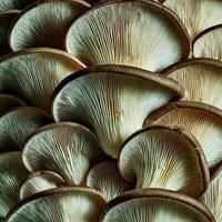 Fresh beech mushroom photo